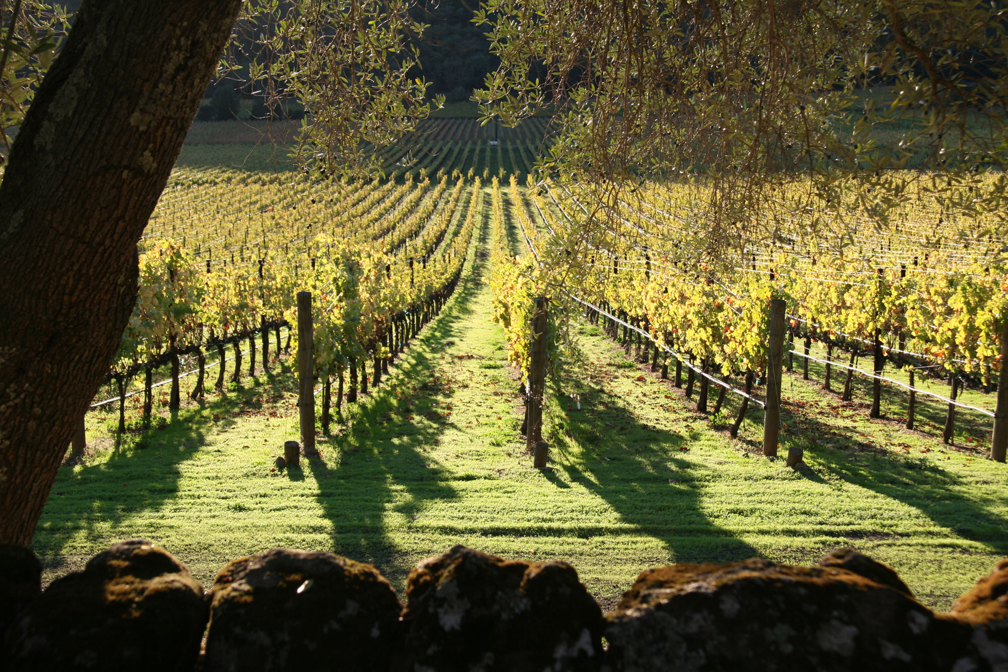 Photo of vineyards behind olive tree near sunset by Phil Bourke