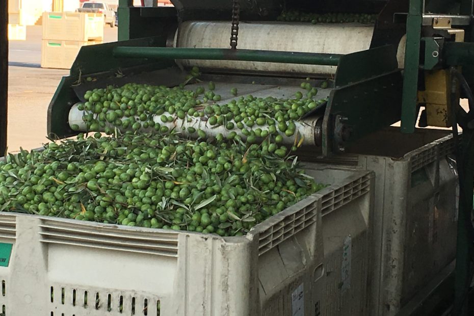 Photo of raw olives coming off conveyer belt by Phil Bourke