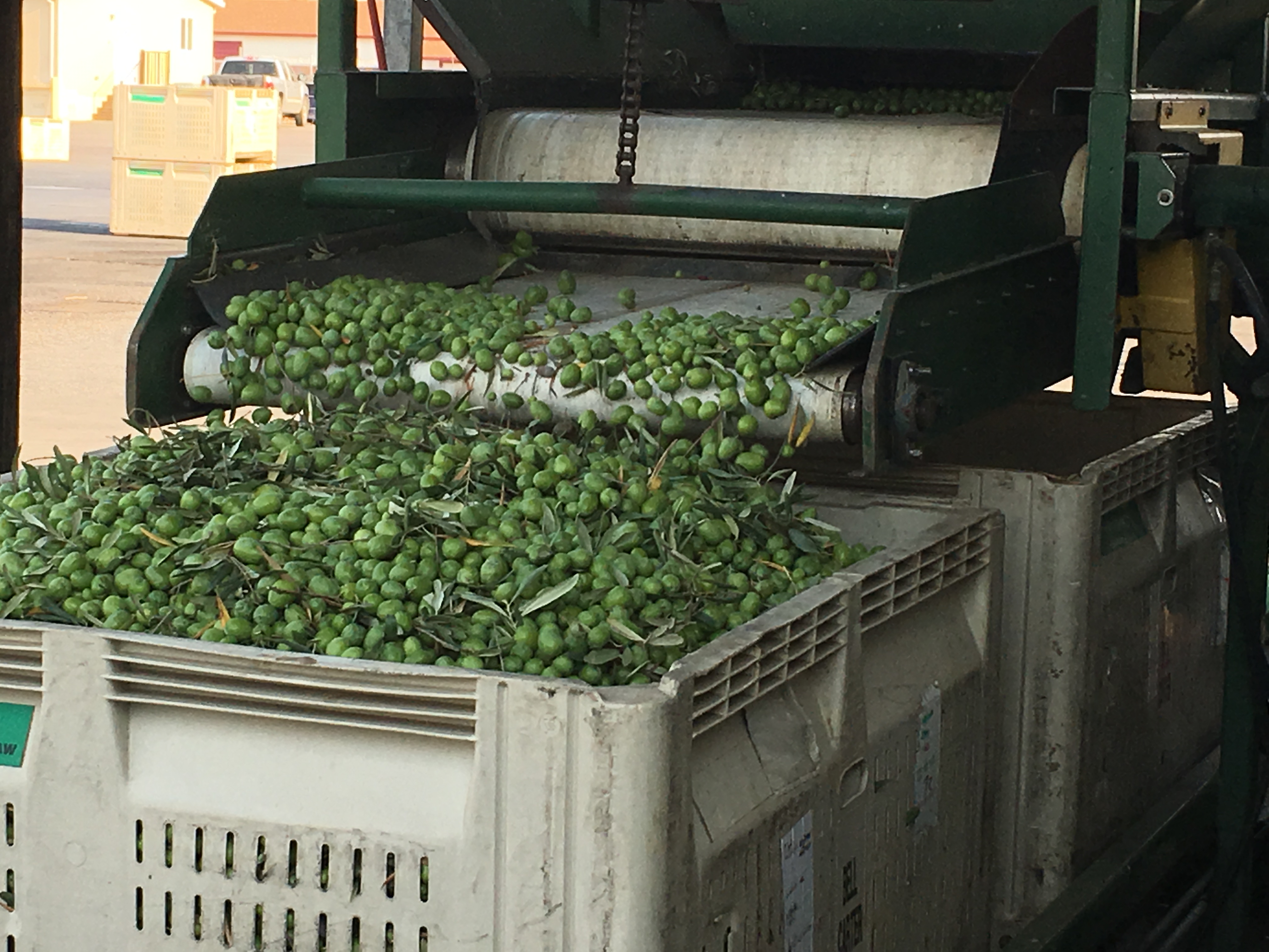 Photo of raw olives coming off conveyer belt by Phil Bourke