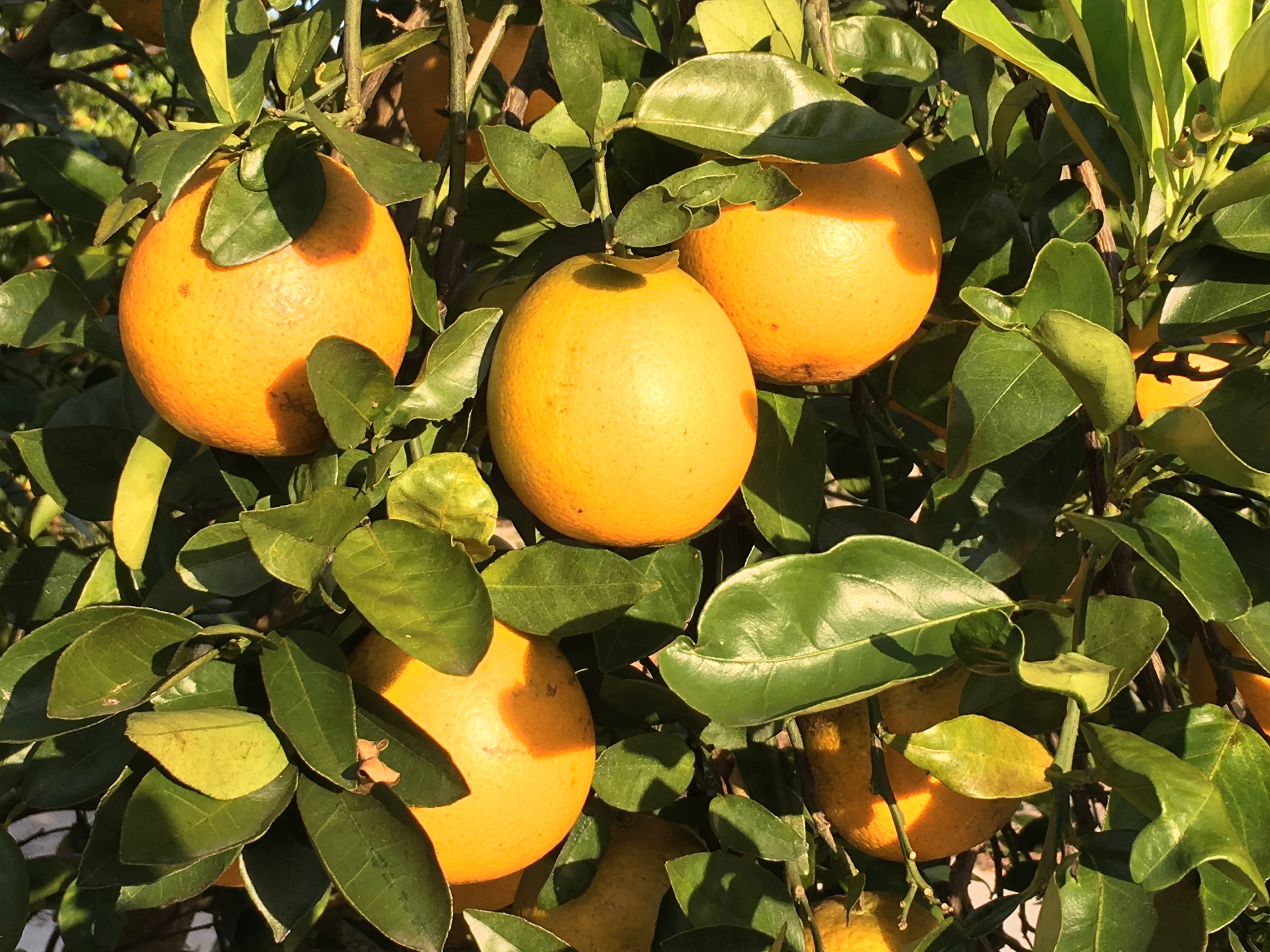 Photo of oranges growing on tree by Phil Bourke