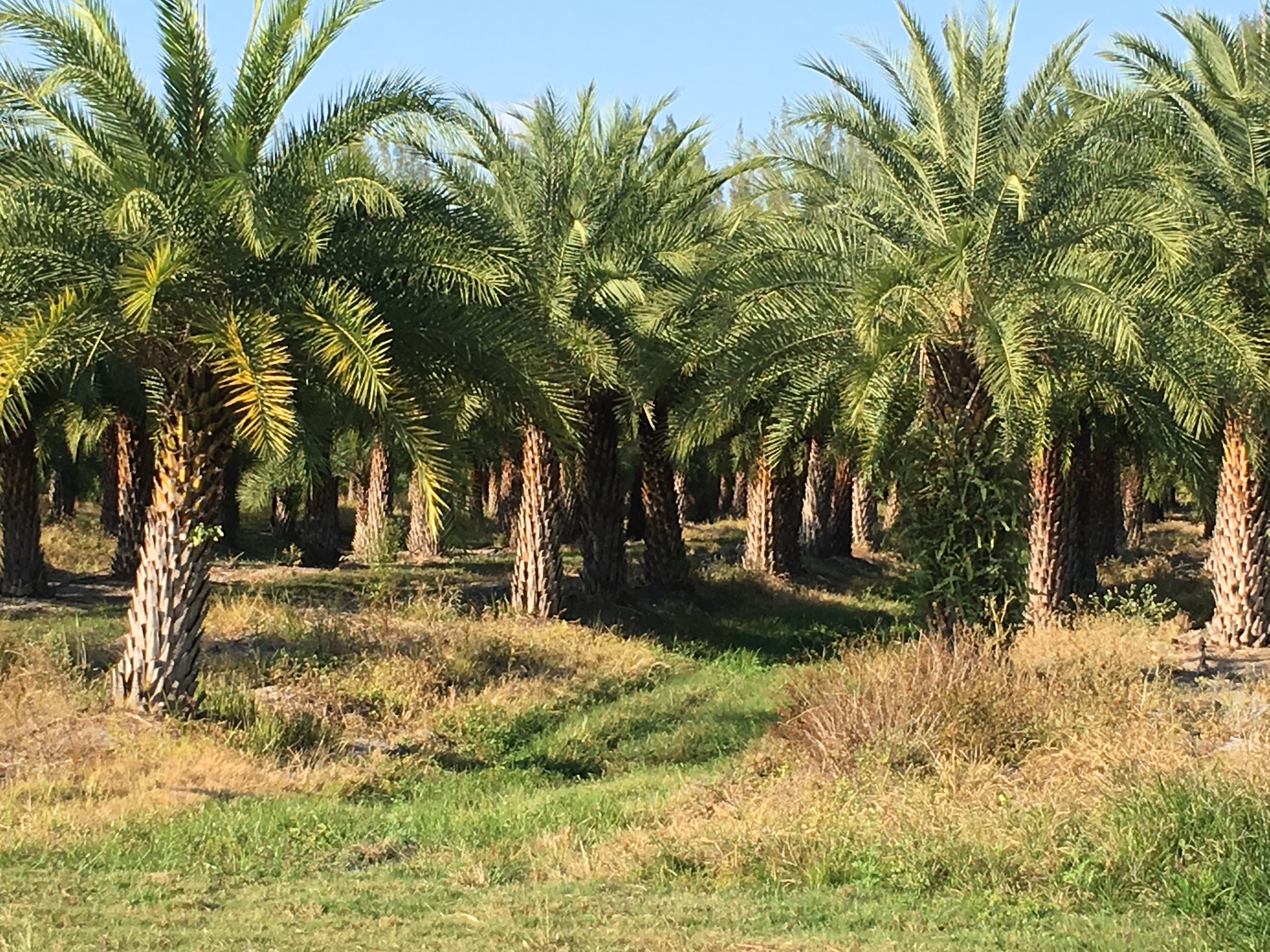 Photo of Palm Plantation by Phil Bourke