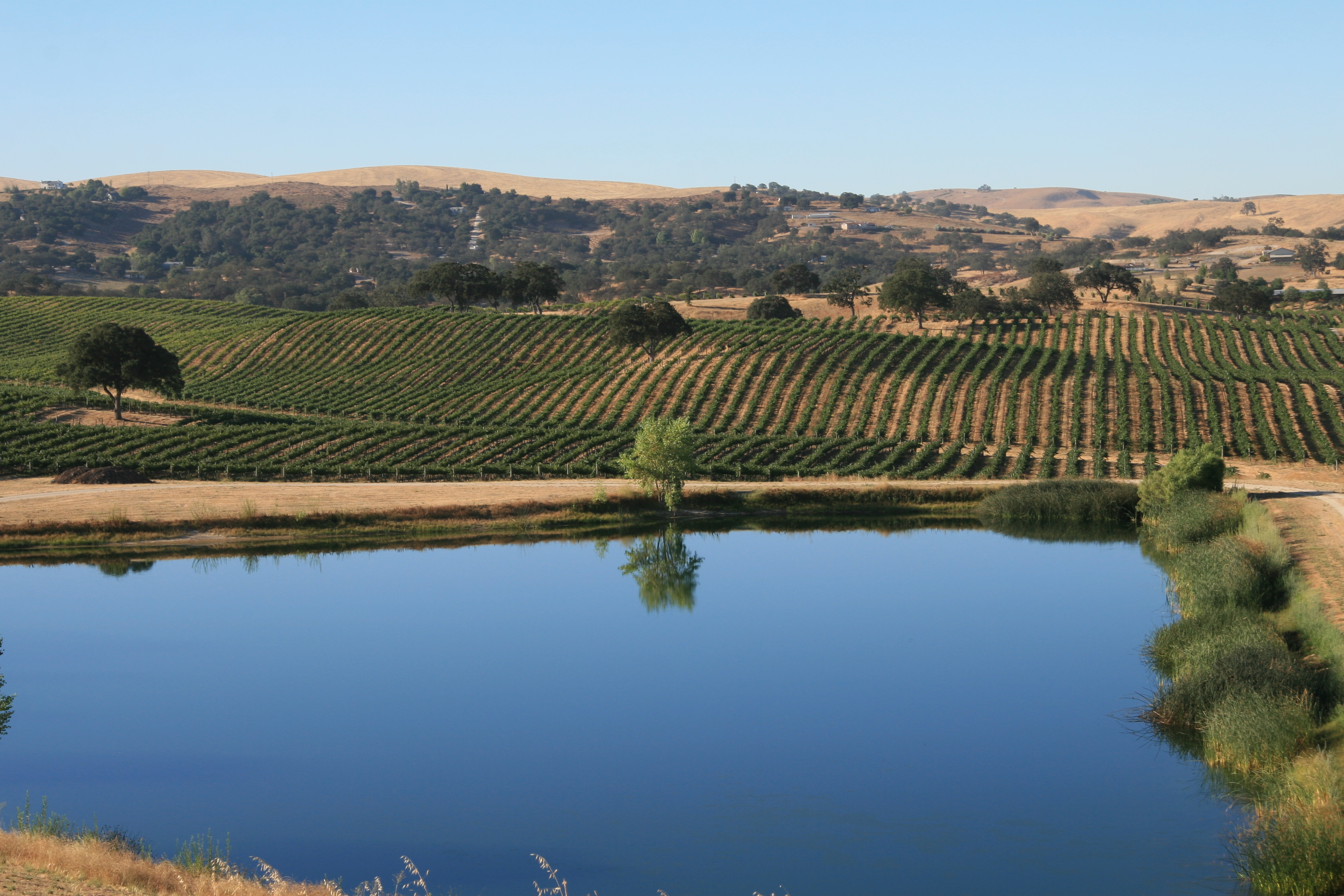 Photo of vineyard with dam in foreground by Phil Bourke