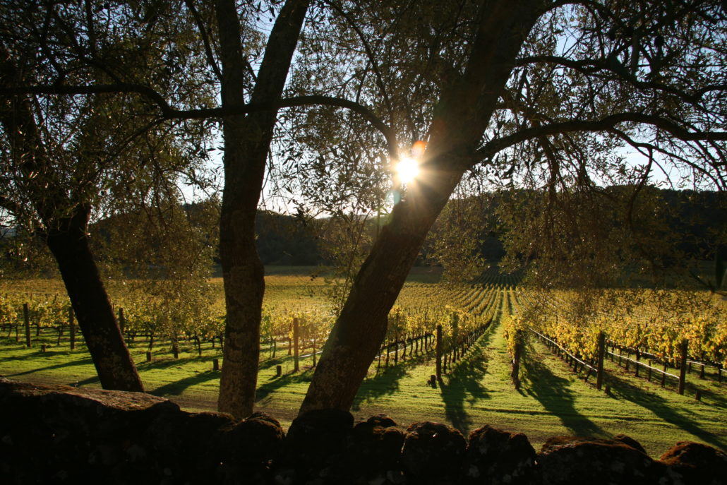 Photo of vineyard near sunset by Phil Bourke