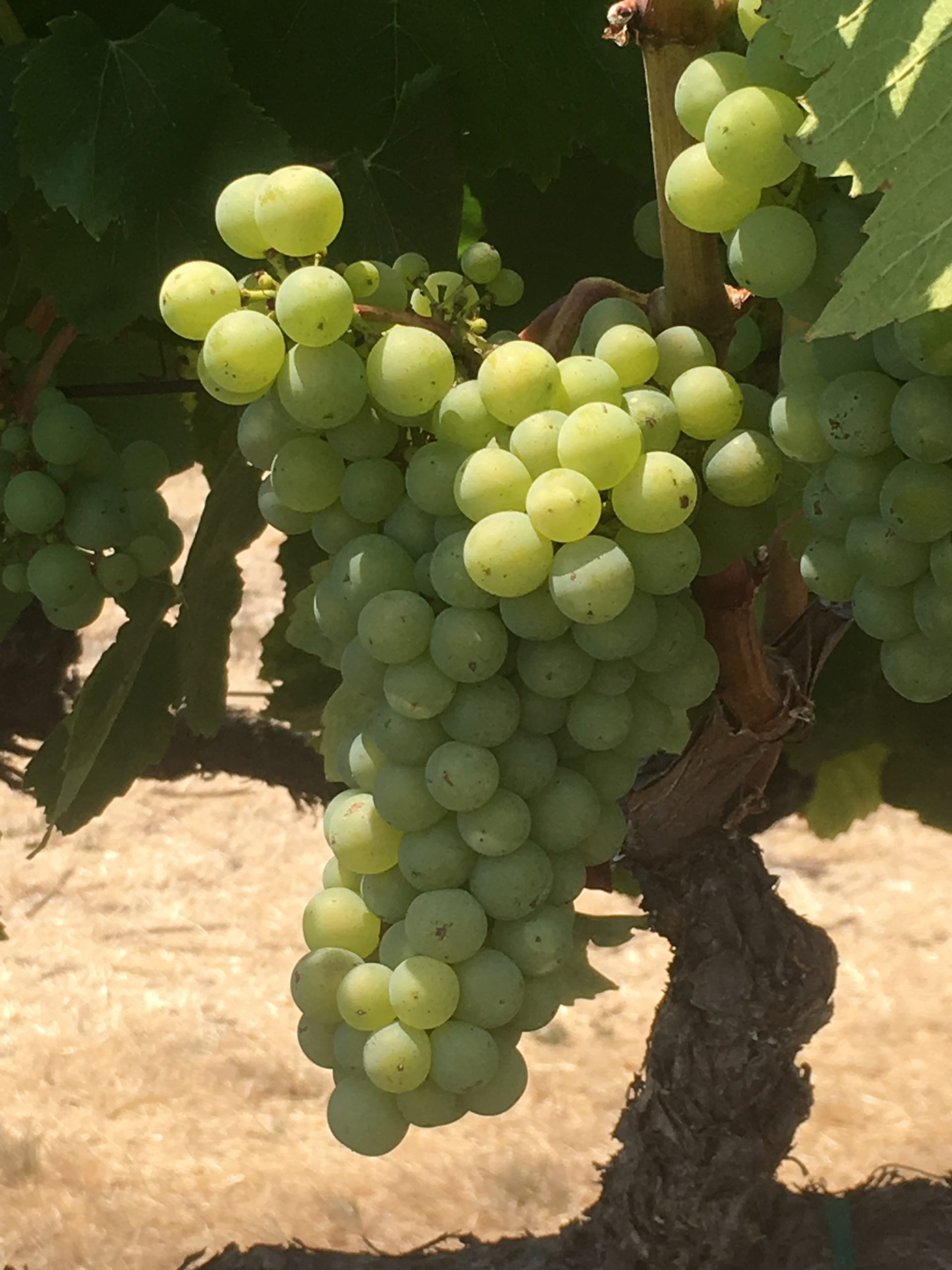 Photo of cluster of white grapes by Phil Bourke