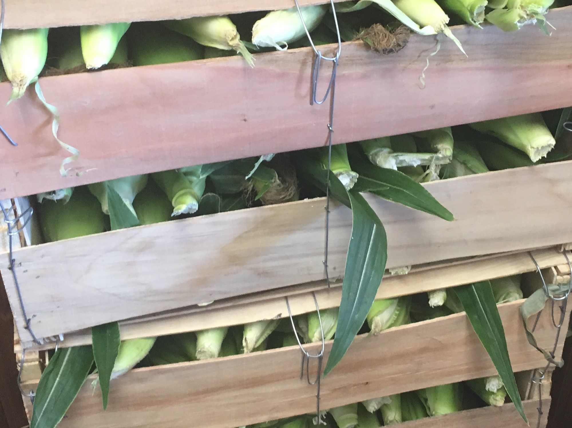 Photo of corn cobs in crate by Phil Bourke